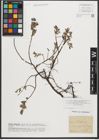 Foto von Salix repens L.